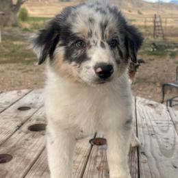 Sunny - Blue merle female Australian Shepherd puppy in Preston, Idaho from KC Bar Ranch Aussies