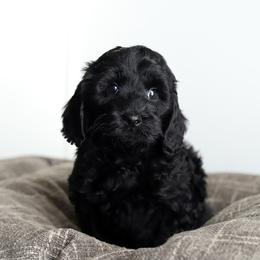 Green - Black male Australian Labradoodle puppy in Williamstown, New York from Lewis Manor Labradoodles
