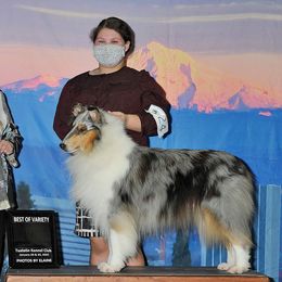Collies and Shetland Sheepdogs from Zandria Collies and Shetland Sheepdogs