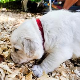 Ms. 1 - Yellow female Labrador Retriever puppy in Norwell, Massachusetts from Gabriel Ben-Yosef's Labs