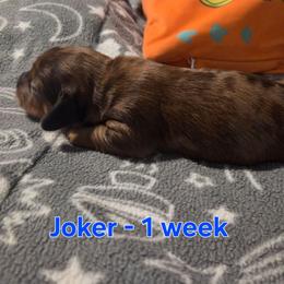 Joker - Dapple male Dachshund puppy in Mobile, Alabama from Mobile Mini Dachshunds