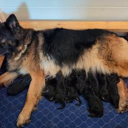 Coltrane - Black male German Shepherd puppy in Columbus, Indiana from Stony Lonesome GSD