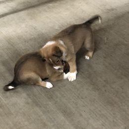 Border Collie Puppies from Burke BC’s