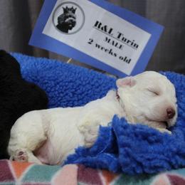 Lagotto Romagnolo Puppies from Royal and Loyal Lagotto Romagnolo