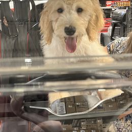 Chicco - Yellow and white male Bernedoodle puppy in Caldwell, Idaho from Treasure Valley Poodles