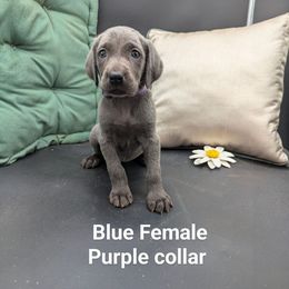 Betsy - Blue female Weimaraner puppy in Evart, Michigan from Drehbar Weimaraners
