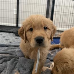 Golden Retriever Puppies from Revival Retrievers