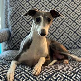 Nosey - Italian Greyhound