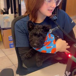 Stuffing - Black brindle male Scottish Terrier puppy in Mancelona, Michigan from Stefany Farm of Happiness