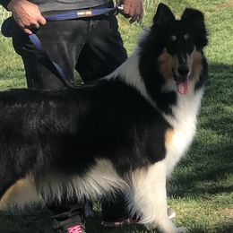 Athena - Black white and tan female Collie puppy in Raton, New Mexico from Lovely Heart Collies