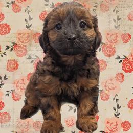 Sparkle - Black and tan female Yorkipoo puppy in Coshocton, Ohio from Forever Family Puppies