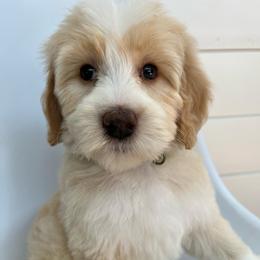 Emma - Yellow and white female Bernedoodle puppy in Garrettsville, Ohio from Sunset Family Farm