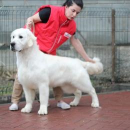 Sorento - Golden Retriever