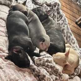 French Bulldog Puppies from Herell's French Bulldogs