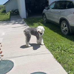 Old English Sheepdog Puppies from Yadah Sheepdogs