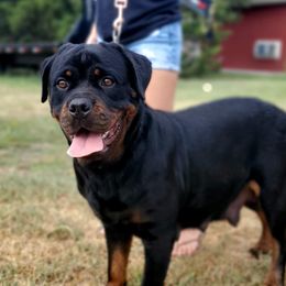 London - Rottweiler