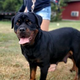 London - Rottweiler