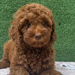 Goldendoodles and Poodles from Katy's Toy Poodles & Doodles