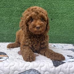 Goldendoodles and Poodles from Katy's Toy Poodles & Doodles