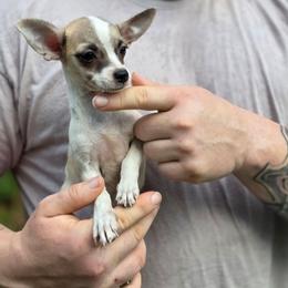 Iris - Fawn and white female Chihuahua puppy in East Camden, Arkansas from RoyAl