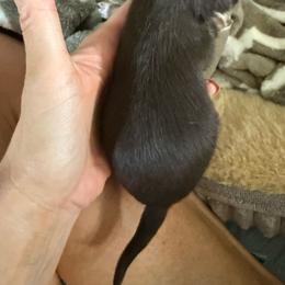 AKC Boy 2 RUNT TWIN - Chocolate and tan male Chihuahua puppy in Anoka, Minnesota from Anoka County MN AKC Chihuahuas