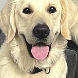 Golden Retriever Puppies from Suzy’s Golden Girls