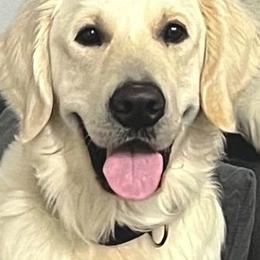 Golden Retriever Puppies from Suzy’s Golden Girls