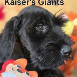 Sage ( purple collar ) - Black female Giant Schnauzer puppy in Billings (Bil), Montana from Kaiser's Giants