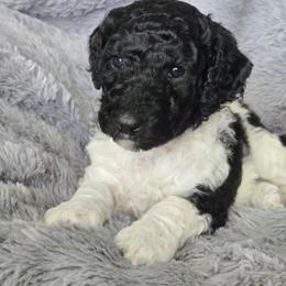Black Parti - Parti female Poodle puppy in Bauxite, Arkansas from Mountain Ridge Poodles