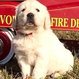 Golden Retrievers from Majestic Mountain Goldens