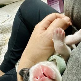 Bearded Collie and Border Collie Puppies from Beloved Bearded & Border Collies
