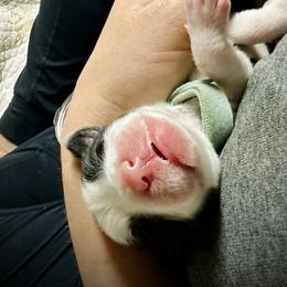 Bearded Collie and Border Collie Puppies from Beloved Bearded & Border Collies