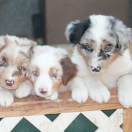 Miniature American Shepherd Puppies from KnappTyme AKC Miniature American Shepherds