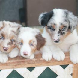 Miniature American Shepherd Puppies from KnappTyme AKC Miniature American Shepherds