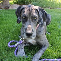 Great Danes from Making Memories Farm