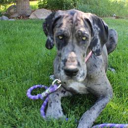 Great Danes from Making Memories Farm