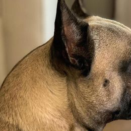 Lily - French Bulldog