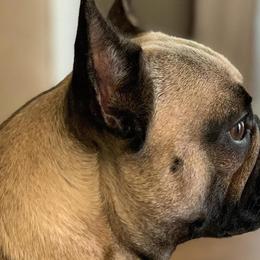 Lily - French Bulldog