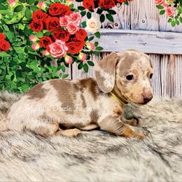 Isabella and Tan Dapple Male Smooth Yellow Collar - Fawn (isabella) and tan male Dachshund puppy in Cleveland, Tennessee from Kelly's Doxie Farm