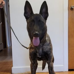 Bella - Dutch Shepherd