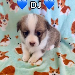 DJ - Red male Pembroke Welsh Corgi puppy in Corning, California from C.H. Pembroke Corgis