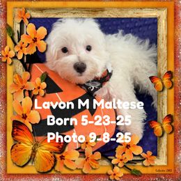 Lavon - White male Maltese puppy in Silverhill, Alabama from Malteseuluv’s Tiny Treasurers