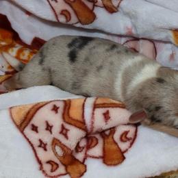 Trixie - Red merle and white female American Corgi puppy in Kennewick, Washington from Corgis of Tricities