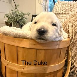 Boy 1 - Light golden male Golden Retriever puppy in Oconto, Wisconsin from Abbie's Golden Retrievers