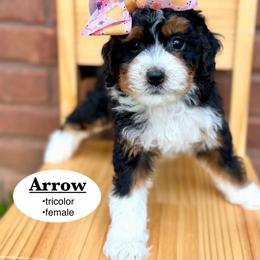 Arrow - Tri-color female Bernedoodle puppy in Jackson, Mississippi from T.M. Poodles & Doodles