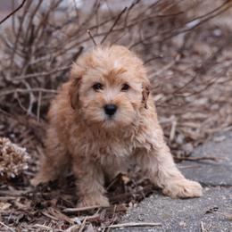 Kelly - Cream male Whoodle puppy in West Bend, Iowa from Blue Skies Terriers