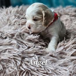 Angel - Buff and white female Cocker Spaniel puppy in Midlothian, Virginia from Swift Creek Cocker Spaniels
