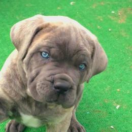 Arlo - Gray brindle male Cane Corso puppy in Nashville, Tennessee from Prestigious K9