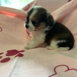 Girl 3 - Tri-colored female Pomeranian puppy in Decatur, Iowa from Lisa Greenhalgh