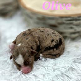 OLIVE - Red merle female Toy Australian Shepherd puppy in Viking, Minnesota from Son Shine Farm